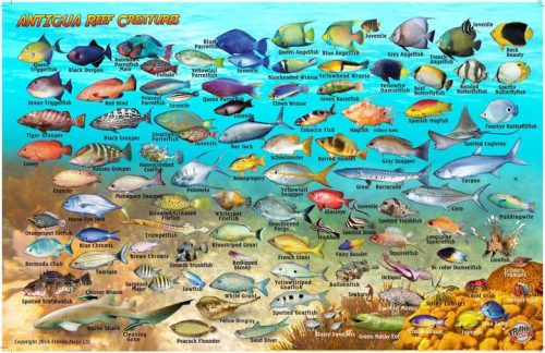 Franko Antigua Larger Fish Card