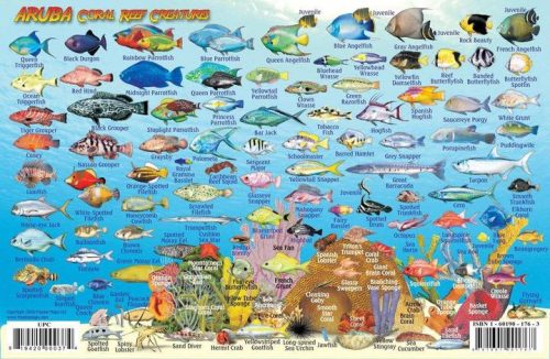 Franko Aruba Larger Fish Card