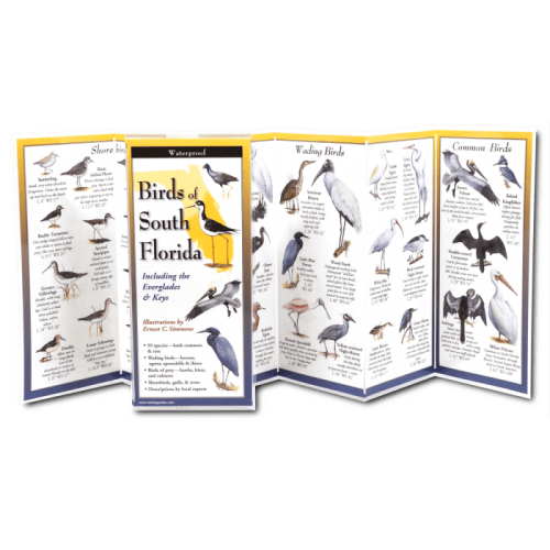 Birds Of South Florida Folded Guide