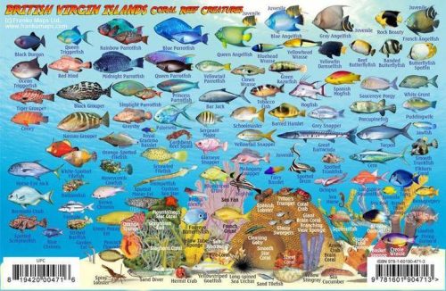 Franko British Virgin Islands BVI Larger Fish Card