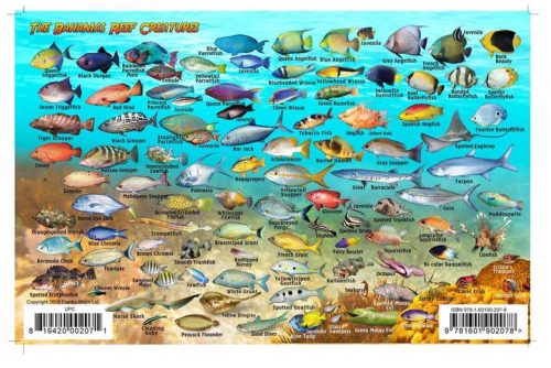 Franko Bahamas Larger Fish Card