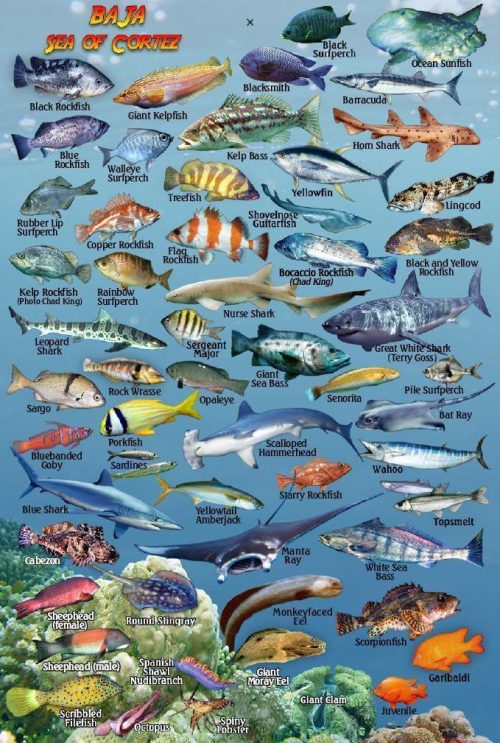 Franko Baja and Sea of Cortez Mini Fish Card