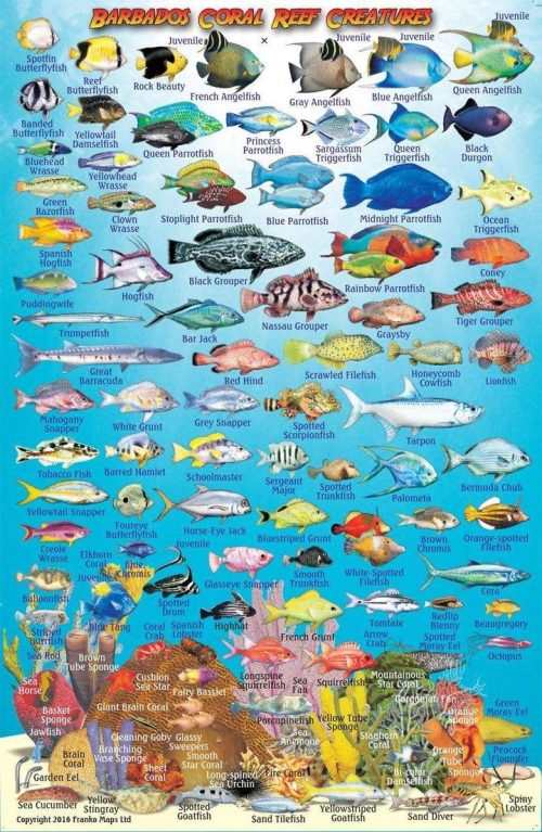 Franko Barbados Larger Fish Card