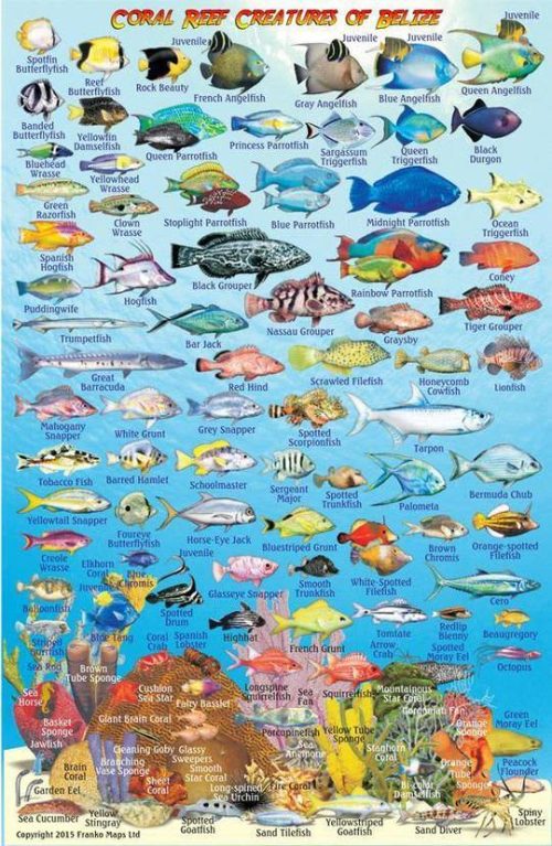 Franko Belize Larger Fish Card