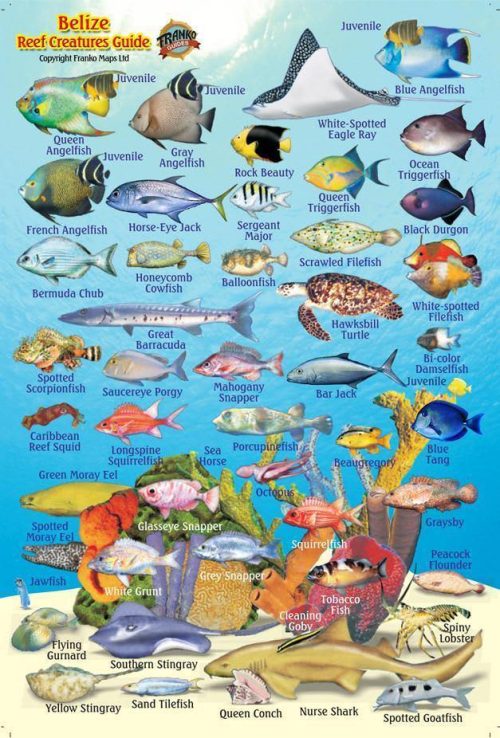 Franko Belize Mini Fish Card