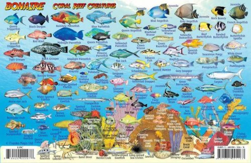 Franko Bonaire Larger Fish Card