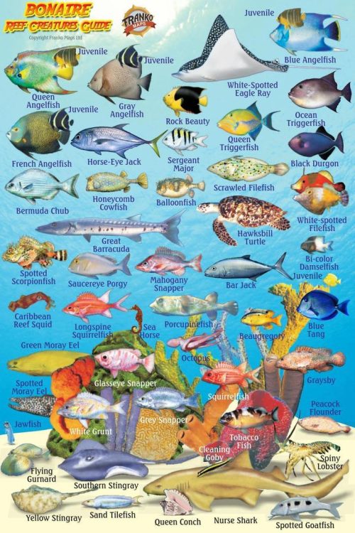 Franko Bonaire Mini Fish Card