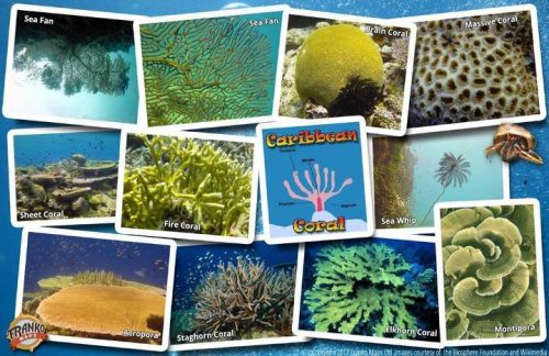 Franko Caribbean Sea Coral Guide Card