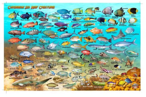 Franko Caribbean Sea Larger Fish Card