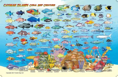 Franko Cayman Islands Larger Fish Card