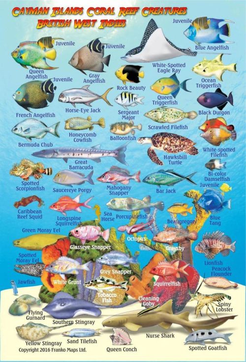 Franko Cayman Islands Mini Fish Card