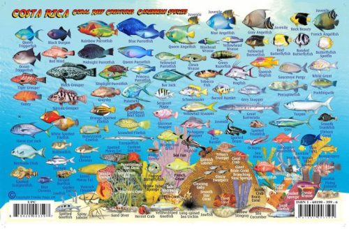 Franko Costa Rica Caribbean Side Larger Fish Card