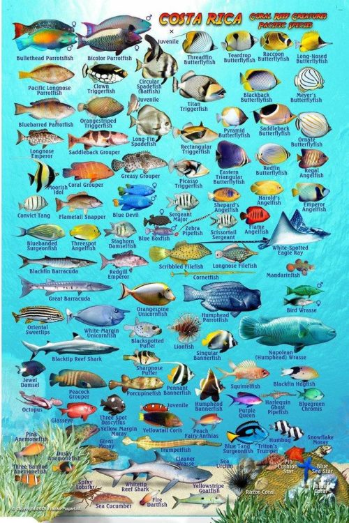 Franko Costa Rica Pacific Side Larger Fish Card