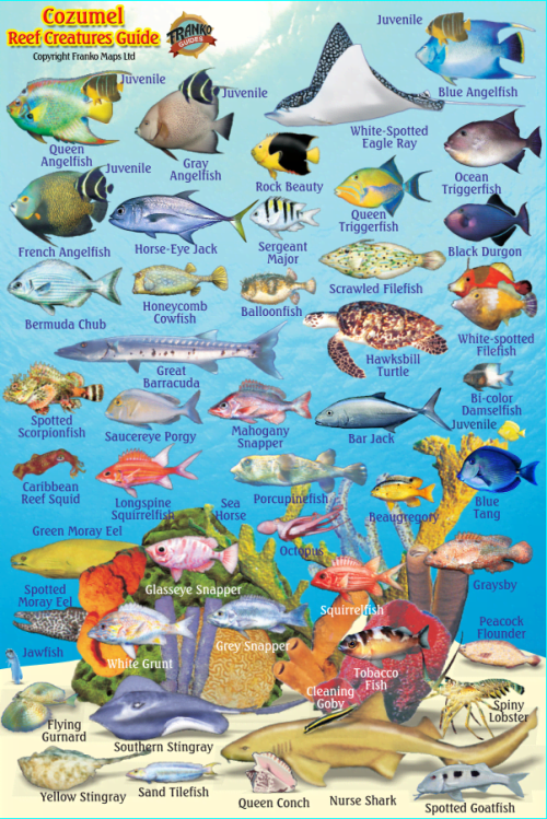 Franko Cozumel Mini Fish Card