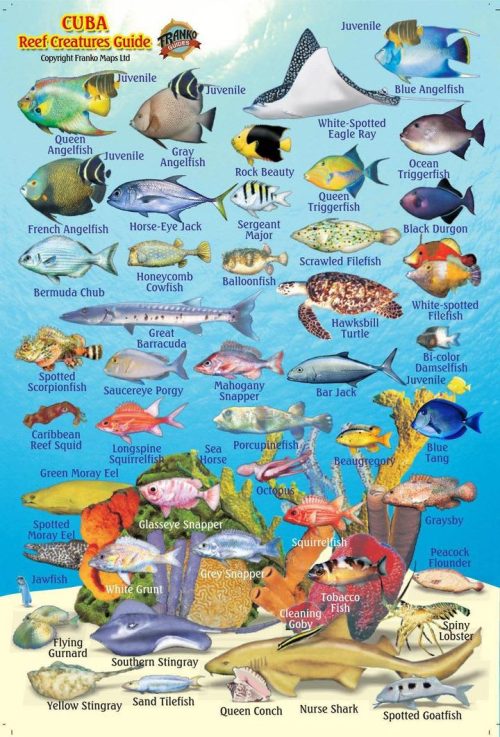 Franko Cuba Mini Fish Card