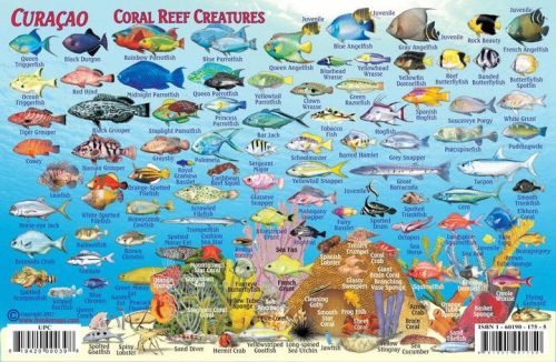 Franko Curacao Larger Fish Card