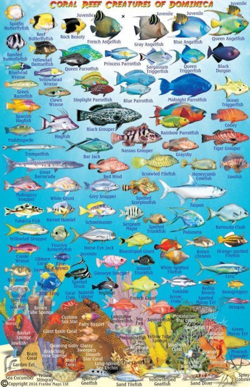 Franko Dominica Larger Fish Card