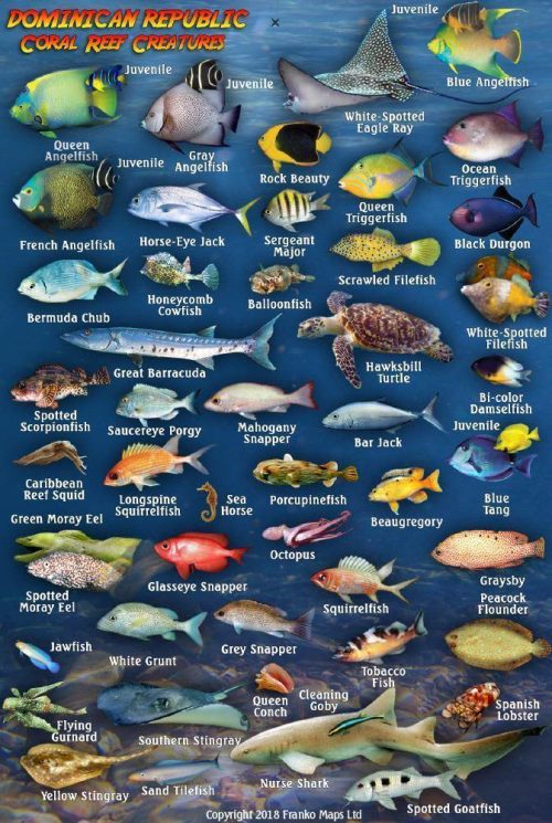 Franko Dominican Republic Mini Fish Card
