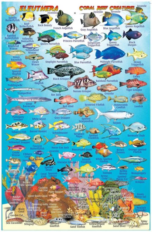 Franko Eleuthera Island Larger Fish Card