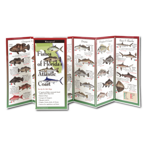 Fishes Of Floridas Atlantic Coast Folded Guide