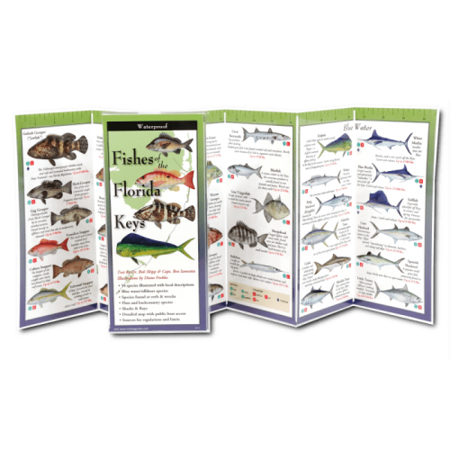 Fishes Of The Florida Keys Folded Guide