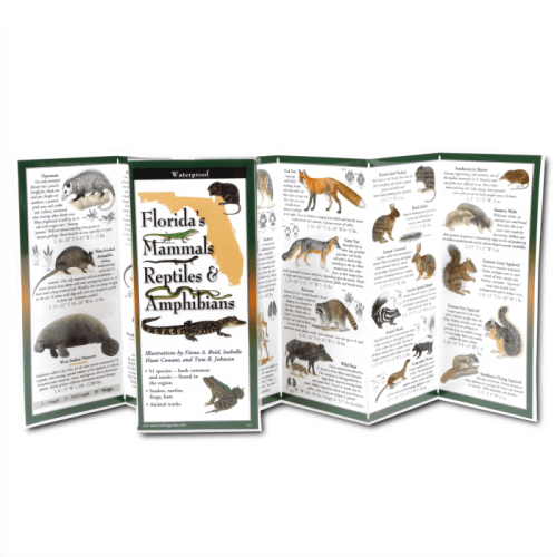 Floridas Mammals Reptiles Amphibians Folded Guide