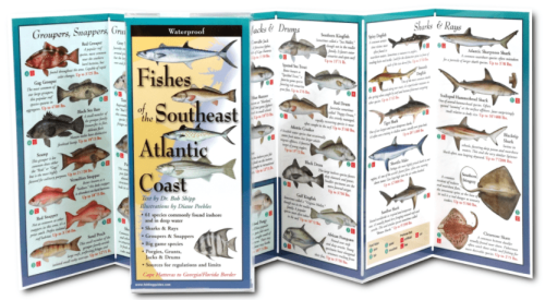 Fishes of the Southeast Atlantic Coast Folded Guide