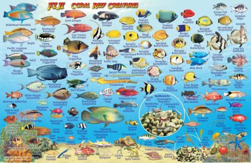 Franko Fiji Larger Fish Card