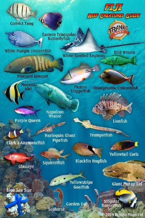 Franko Fiji Mini Fish Card