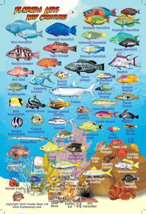 Franko Florida Keys Mini Fish Card