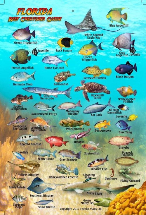 Franko Florida Mini Fish Card