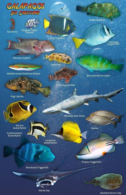 Franko Galapagos Islands Larger Fish Card