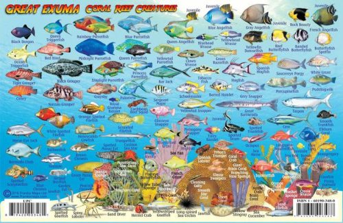 Franko Great Exuma Larger Fish Card