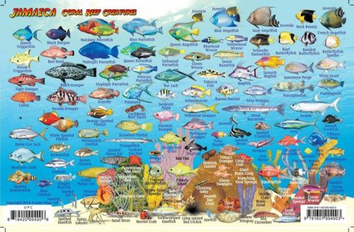 Franko Jamaica Larger Fish Card