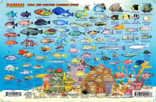 Franko Panama Caribbean Side Larger Fish Card