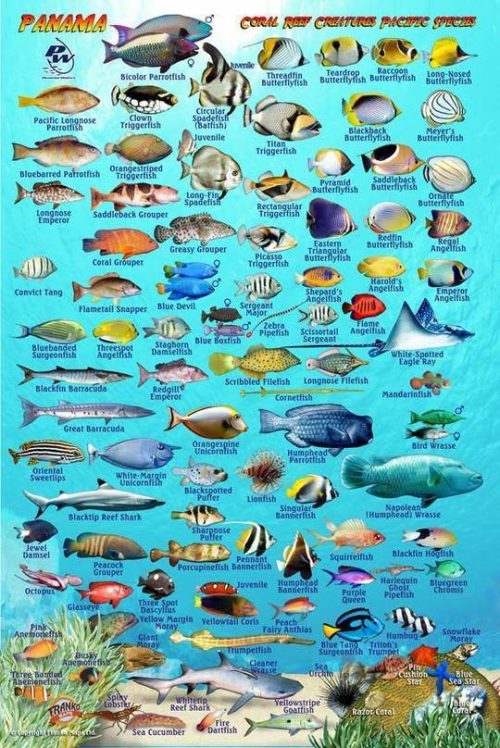 Franko Panama Pacific Side Larger Fish Card