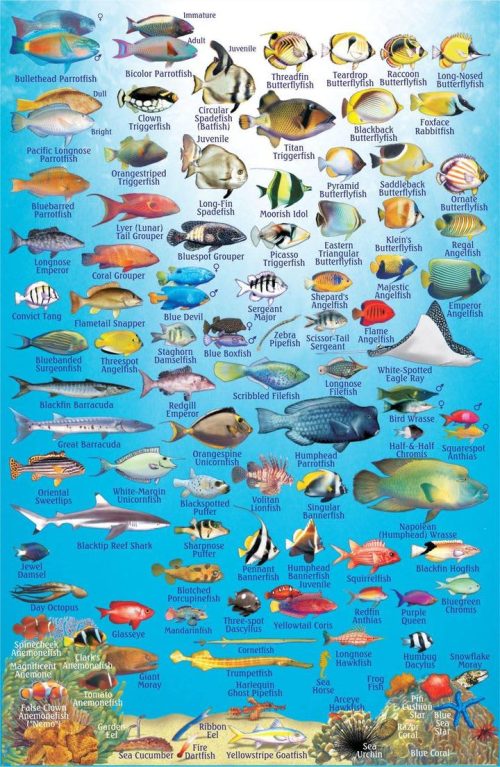 Franko Philippines Larger Fish Card