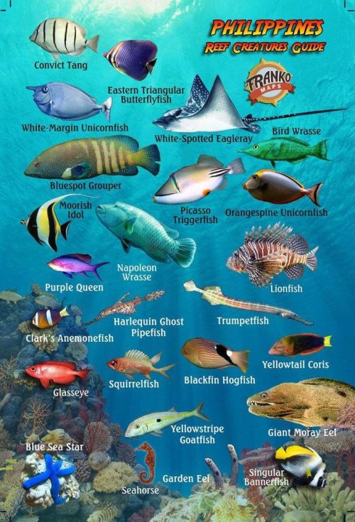 Franko Philippines Mini Fish Card