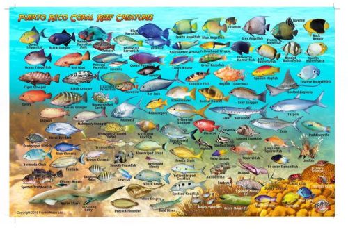 Franko Puerto Rico Larger Fish Card