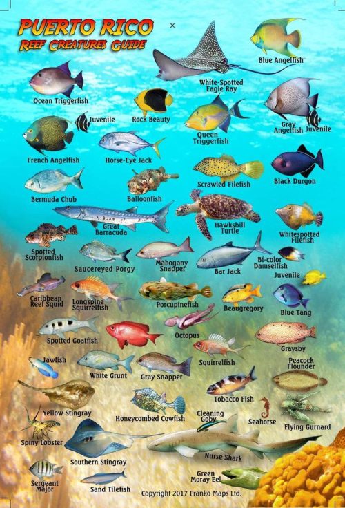 Franko Puerto Rico Mini Fish Card