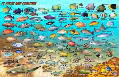 Franko St. Croix Larger Fish Card