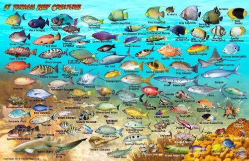 Franko St. Thomas Larger Fish Card