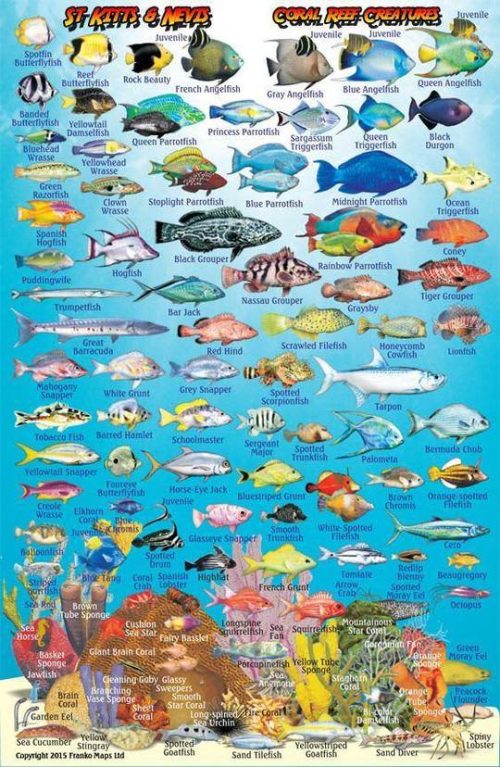 Franko St. Kitts and Nevis Larger Fish Card