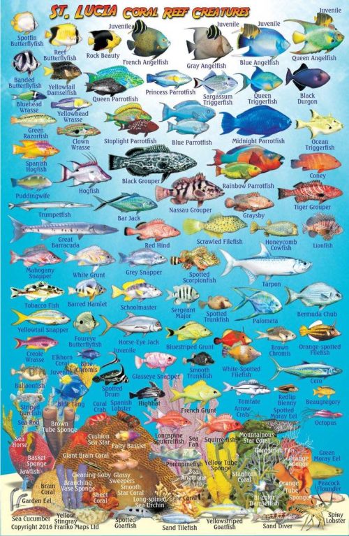 Franko St. Lucia Larger Fish Card