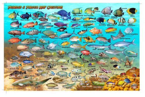 Franko Trinidad and Tobago Larger Fish Card