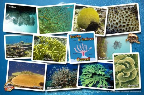 Franko Turks And Caicos Coral Guide Card