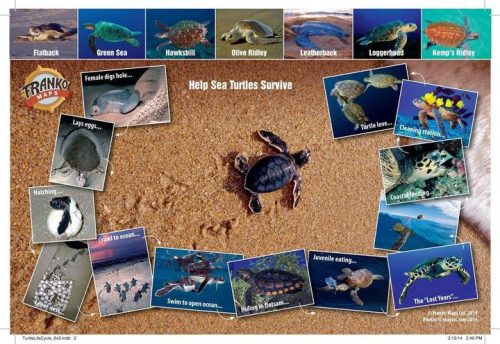 Franko Sea Turtles Life Cycle Guide Card