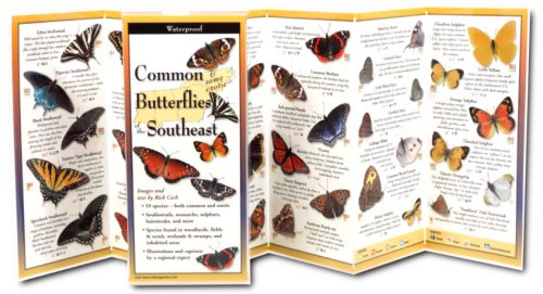 Common & Some Exotic Butterflies Of the Southeast Folded Guide