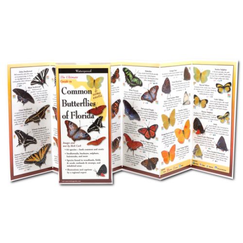 Common & Some Exotic Butterflies Of Florida Folded Guide